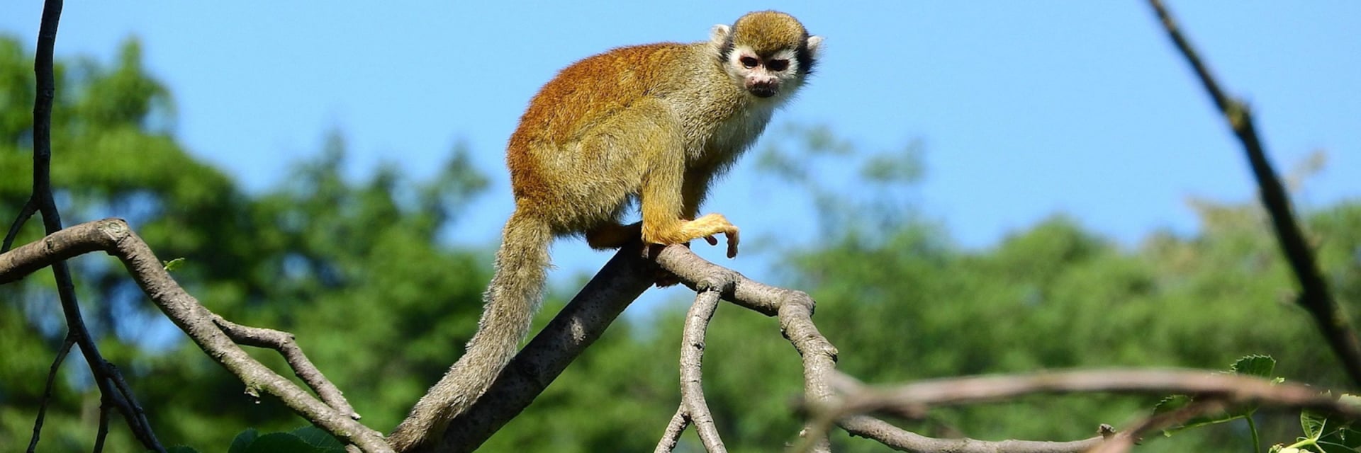 Monkey Form